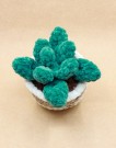Pluppe den pliktoppfyllende potteplanten - 